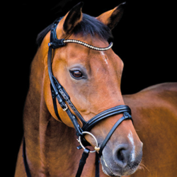 The Freedom Magic Tack Bridle from Stübben